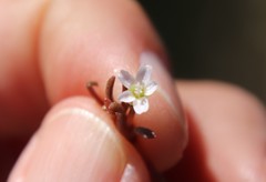 Claytonia parviflora