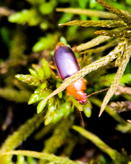 Amphasia interstitialis