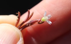 Claytonia parviflora