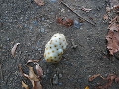 Morinda citrifolia image