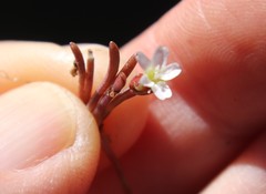 Claytonia parviflora