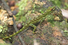 Anolis evermanni
