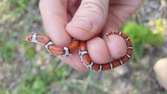 Cemophora coccinea copei