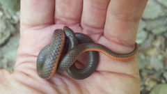 Carphophis amoenus helenae