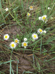 Erigeron bellidiastrum