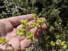 Cryptantha pterocarya