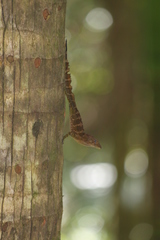 Anolis gundlachi