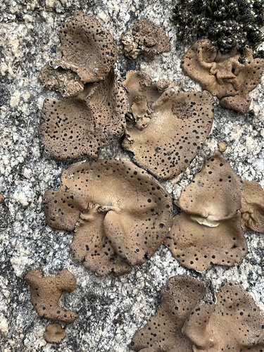 Emery Rocktripe Lichen