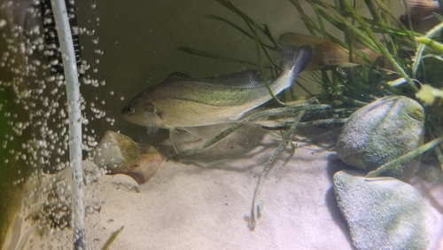 Boeseman croaker (Boesemania microlepis) — Sciaenidae — 4