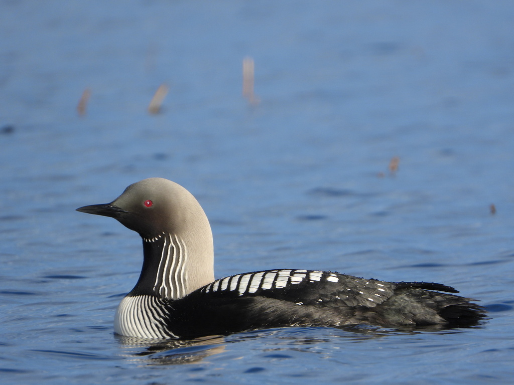 Pacific Loon (Gavia pacifica) photo