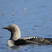 Pacific Loon - Photo (c) Yinan Li, some rights reserved (CC BY-NC), uploaded by Yinan Li