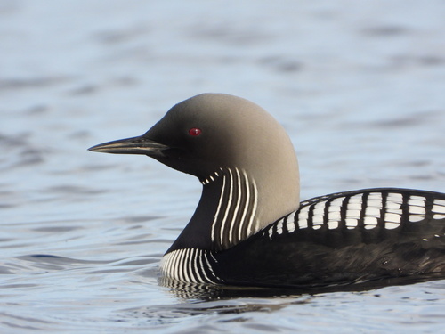 Pacific Loon, photo 2 of 9