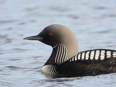 Pacific Loon photo 2