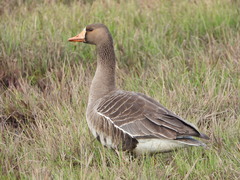 Greater White-Fronted Goose photo 5