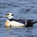 Steller's Eider - Photo (c) diomedea_exulans_li, some rights reserved (CC BY-NC)