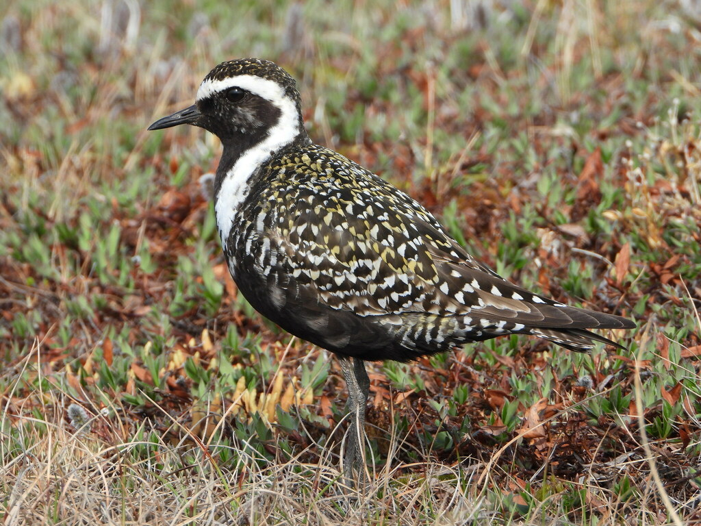 Golden Plovers and Grey Plover