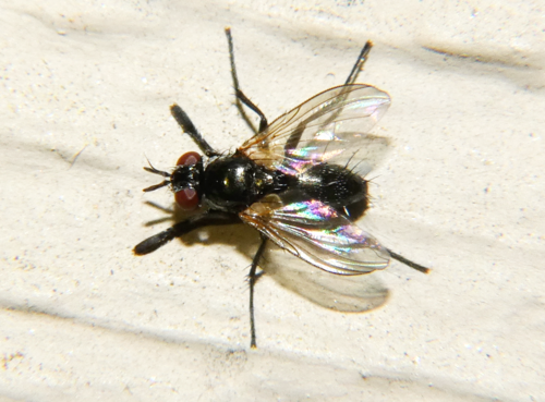 Phytomyptera nigra