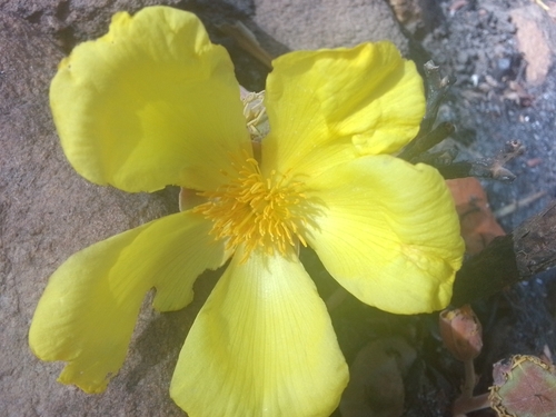 Cochlospermum tinctorium
