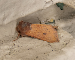 Orthosia transparens