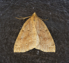 Thallophaga hyperborea