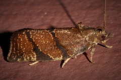 Argyrotaenia juglandana