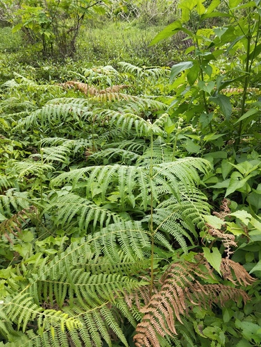 South Asian bracken