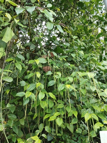 Piper bantamense
