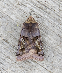 Cerastis enigmatica