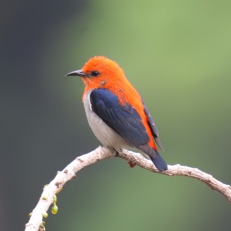 Scarlet-headed Flowerpecker photo
