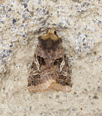Cerastis enigmatica