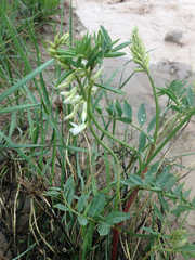 Astragalus racemosus