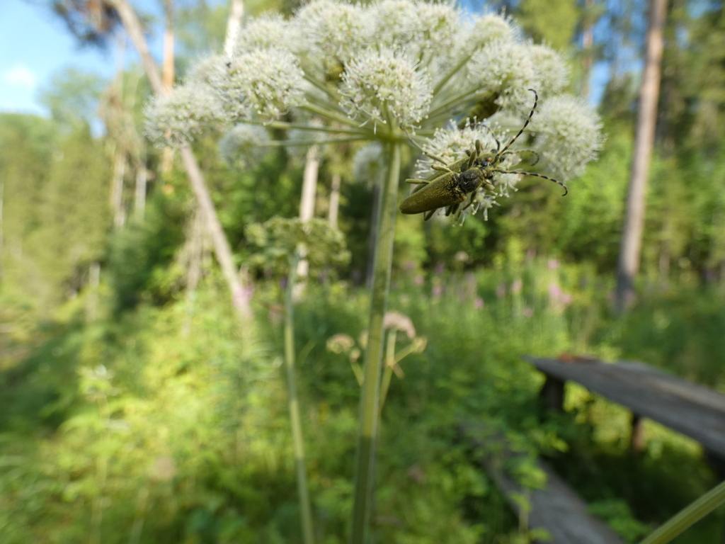 Lepturobosca virens