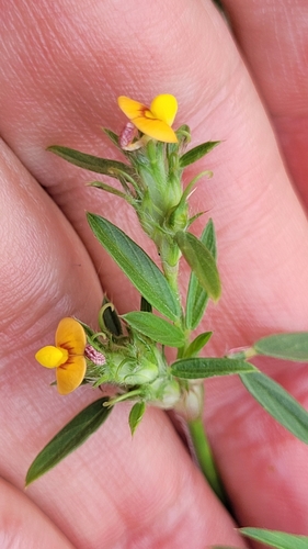 Stylosanthes hamata