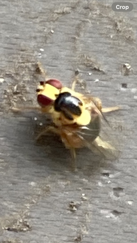 Frit Flies From Burraneer Rd Coomba Park NSW AU On February 15 2024 At 06 16 PM By Christine