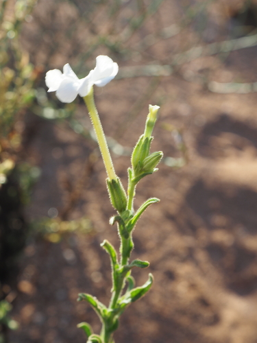Image of Nicotiana occidentalis by (c) Hugo Innes, some rights reserved (CC BY)
