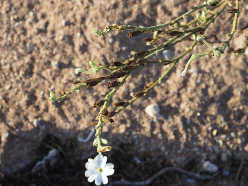 Image of Nicotiana occidentalis by (c) Hugo Innes, some rights reserved (CC BY)