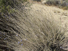 Hilaria rigida