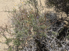 Psorothamnus arborescens