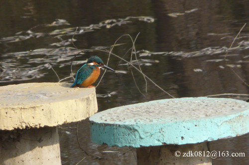 Common Kingfisher
