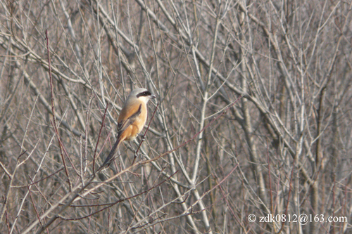 Long-tailed Shrike