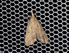 Diplopseustis perieresalis