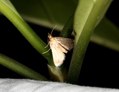 Luma