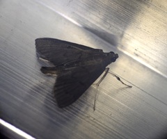 Omiodes tristrialis