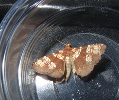 Saroba pustulifera