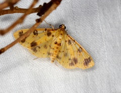 Patania plagiatalis