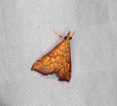 Pyrausta ignealis