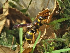 Euodynerus foraminatus