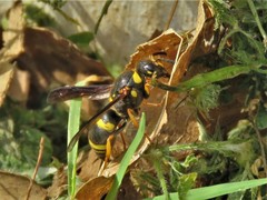 Euodynerus foraminatus