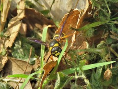 Euodynerus foraminatus