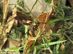 Euodynerus foraminatus